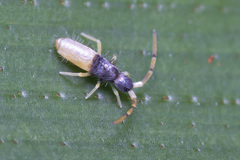 Pseudoparonella seminigra