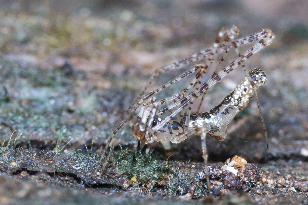 Graceful Thief Spider
