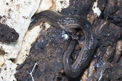 Kontikia forsterorum