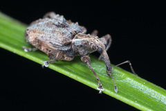 Callistomorphus