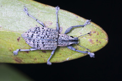 Pseudomelactus acutus