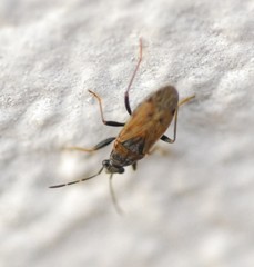 Peritrechus gracilicornis