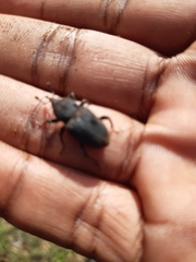 Phacecorynes sommeri