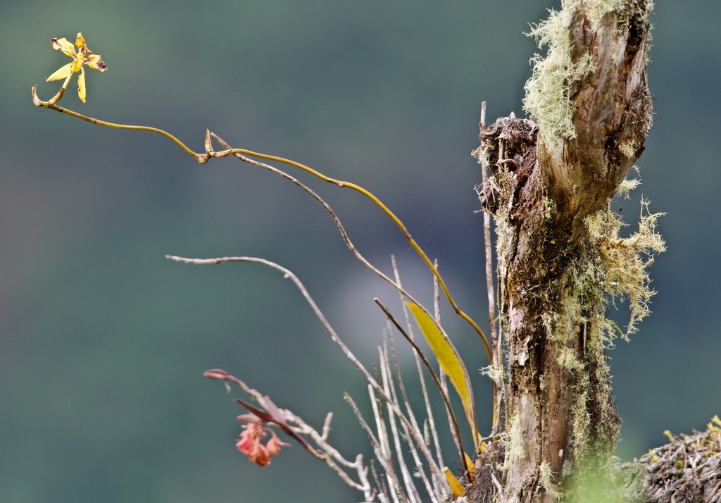 Epidendrum gastrochilum Kraenzl.