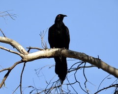 Corcorax melanorhamphos