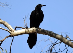 Corcorax melanorhamphos