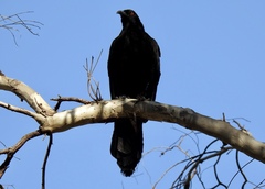 Corcorax melanorhamphos