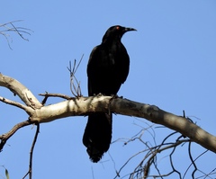 Corcorax melanorhamphos