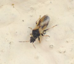 Metopoplax ditomoides