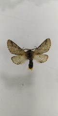 Furcula aeruginosa