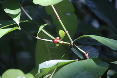 Psychotria asiatica