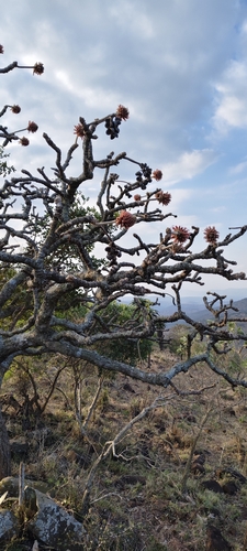 Erythrina latissima, photograph 1