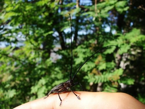 Black Pine Sawyer Beetle, Мурманская обл., Россия, photo 8 of 10