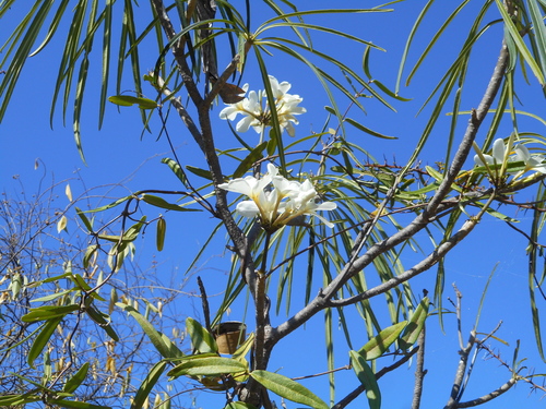 Plumeria filifolia