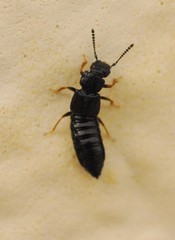 Oxytelinae
