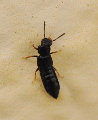 Oxytelinae