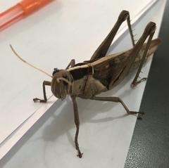Acanthacris ruficornis