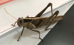 Acanthacris ruficornis