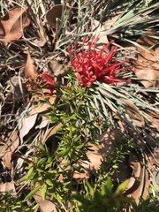 Grevillea juniperina