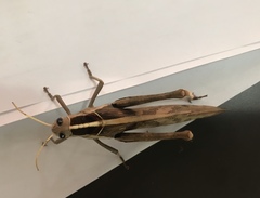 Acanthacris ruficornis
