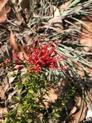 Grevillea juniperina