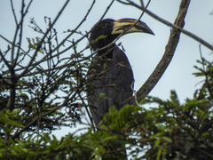 Lophoceros fasciatus