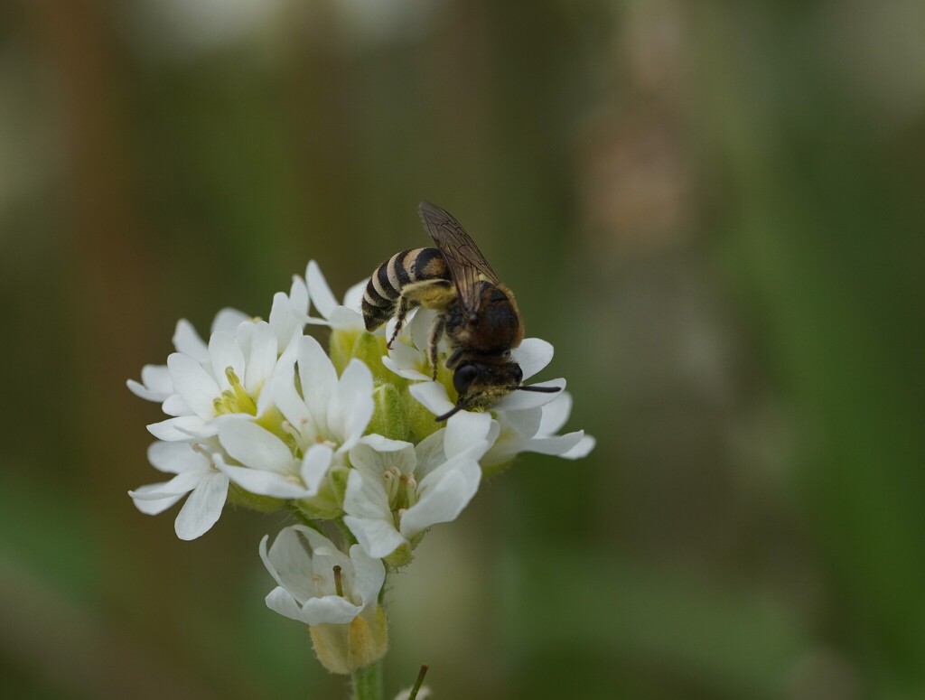 Margined Colletes