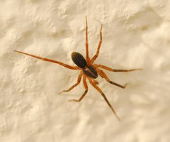 Scotina celans