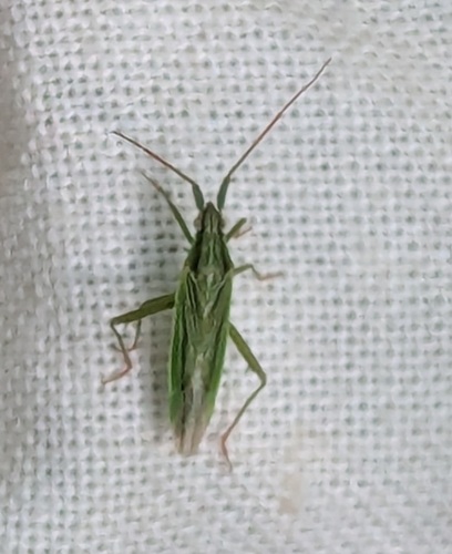Two-spined Grass Bug, Noordwijkerhout, Nederland, photo 10 of 10