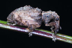 Callistomorphus