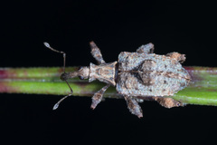 Callistomorphus