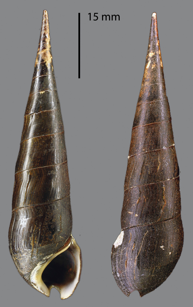 Escargot faune noir (Escargot diable noir) (Faunus ater)