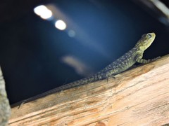 Laudakia tuberculata