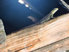 Laudakia tuberculata