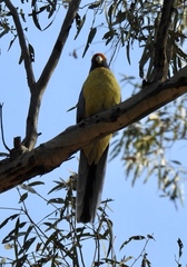 Platycercus elegans flaveolus