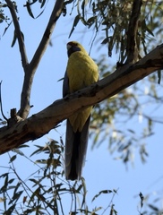 Platycercus elegans flaveolus
