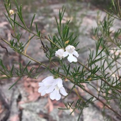 Prostanthera nivea