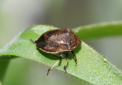 Paradictyotus fuscus