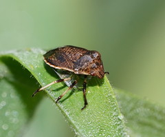 Paradictyotus fuscus