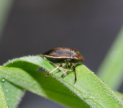 Paradictyotus fuscus