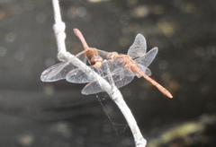 Diplacodes bipunctata