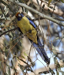 Platycercus elegans flaveolus