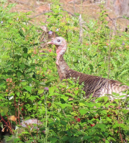 Wild Turkey photographed in South Dakota