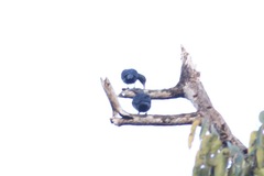 Onychognathus fulgidus