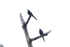 Onychognathus fulgidus