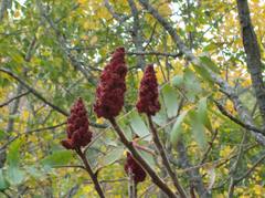 Rhus typhina