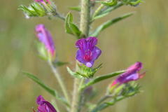 Echium vulgare