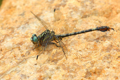 Paragomphus cognatus