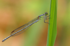 Pseudagrion spernatum