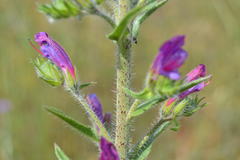 Echium vulgare